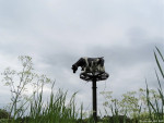 Nest met koeien | St Koester